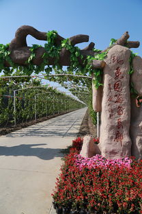 葡萄熟啦！快來創(chuàng)新農(nóng)業(yè)生態(tài)園體驗采摘樂趣